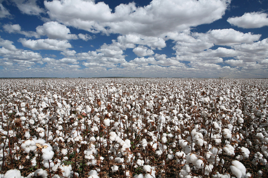 The Benefits of Using Organic Cotton